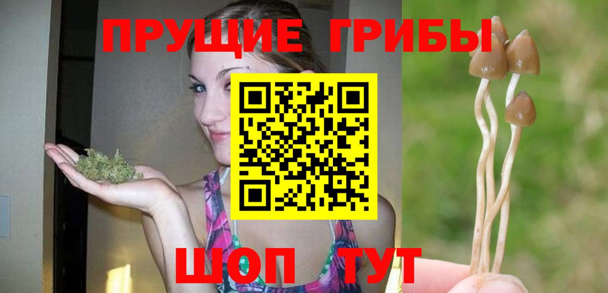 Псилоцибиновые грибы Psilocybine cubensis Ногинск